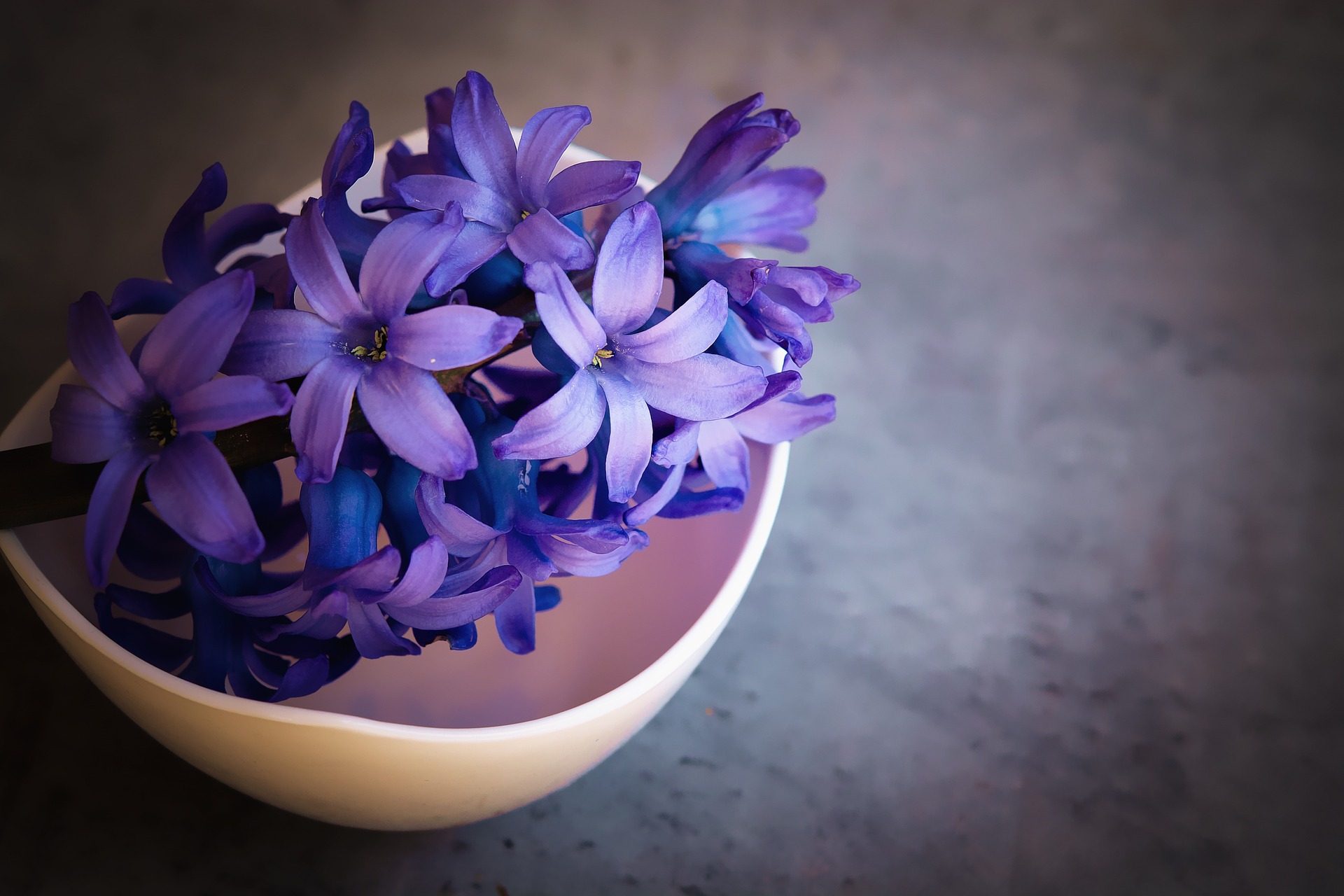flower pot with purple flowers