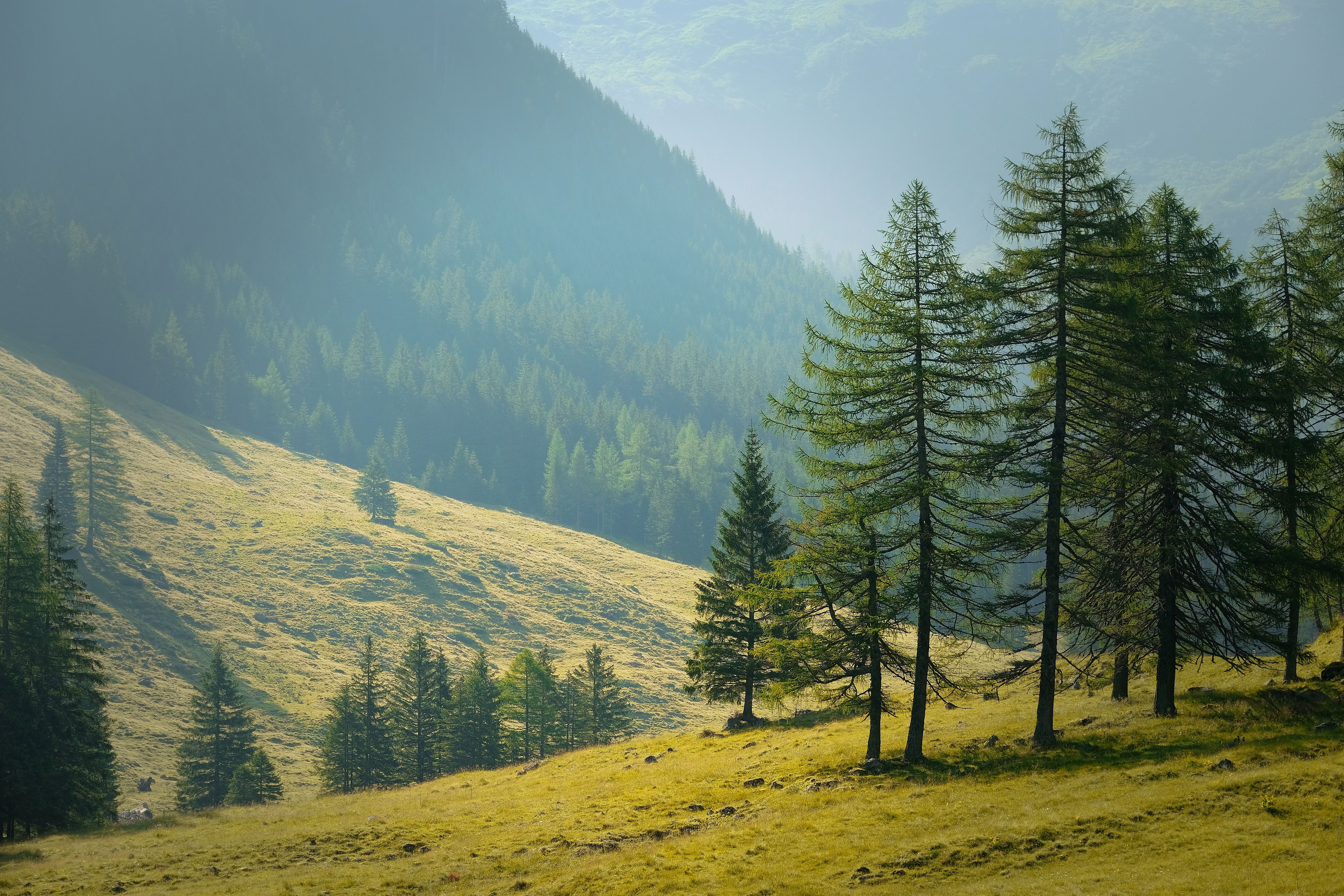 forest